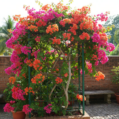 Mixed Colors Bougainvillea Flower Seeds for Planting – Vibrant Climbing Blooms