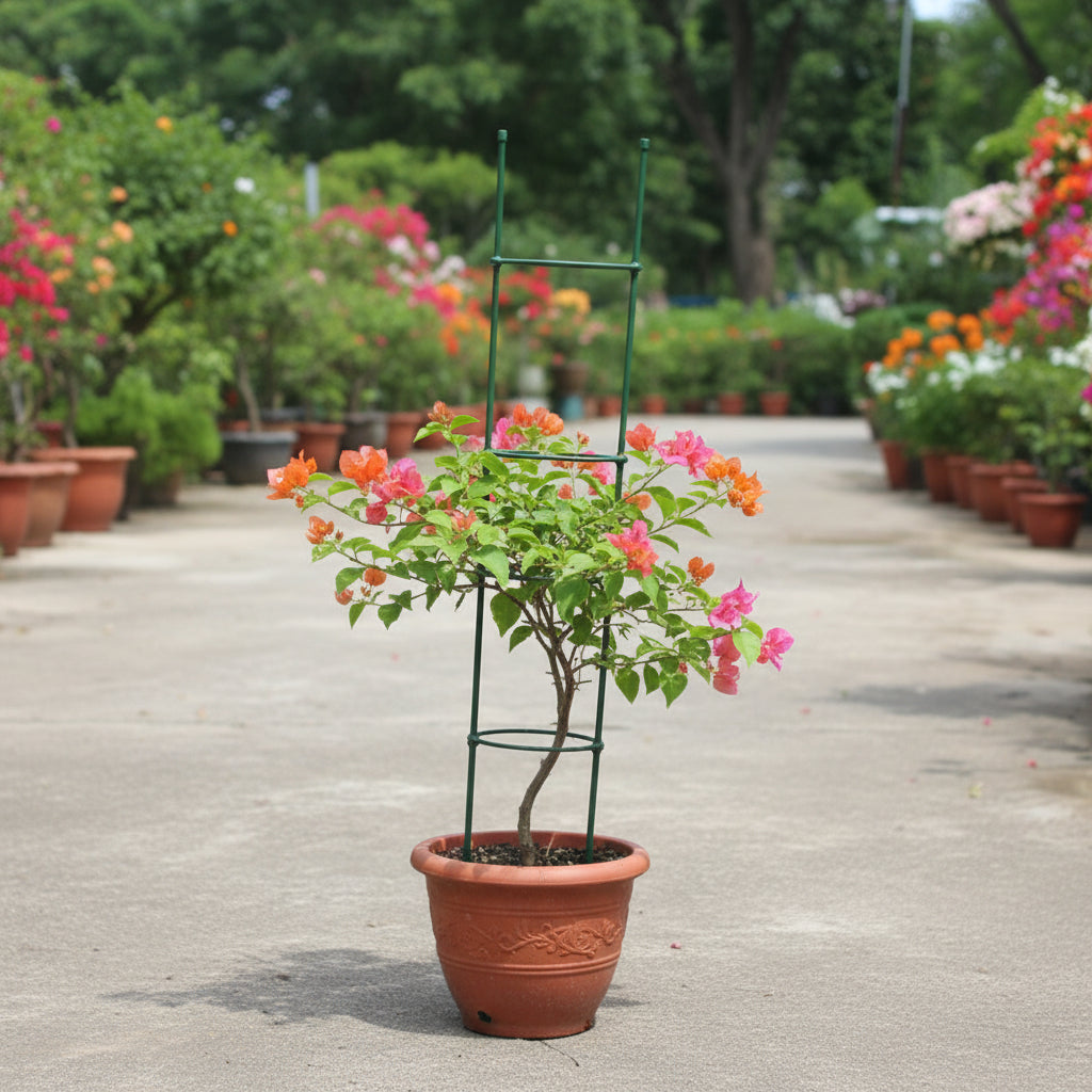 Mixed Colors Bougainvillea Flower Seeds for Planting – Vibrant Climbing Blooms