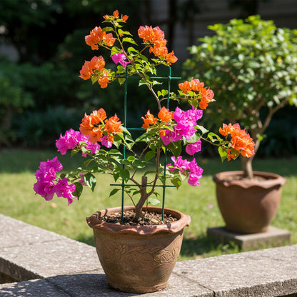 Mixed Colors Bougainvillea Flower Seeds for Planting – Vibrant Climbing Blooms