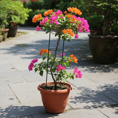 Mixed Colors Bougainvillea Flower Seeds for Planting – Vibrant Climbing Blooms
