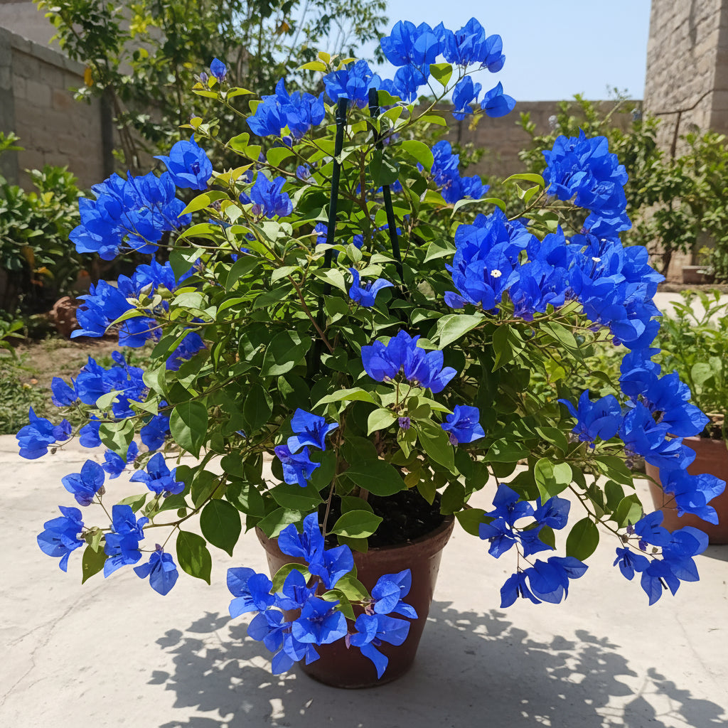 Bougainvillea spectabilis Flower Seeds for Planting – Vibrant Climbing Ornamental Blooms (100 Pcs)