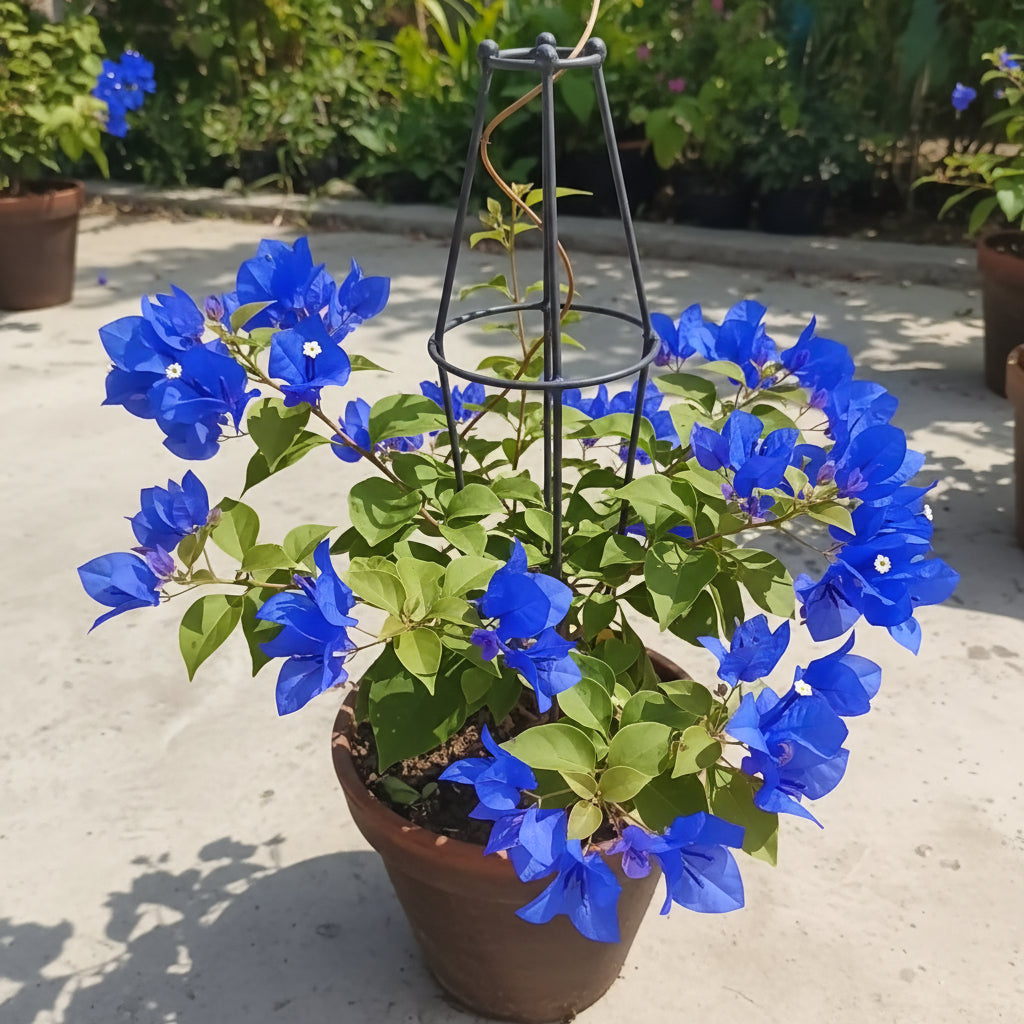 bougainvillea-spectabilis-flower-seeds-for-planting-vibrant-climbing-ornamental-blooms-100-pcs