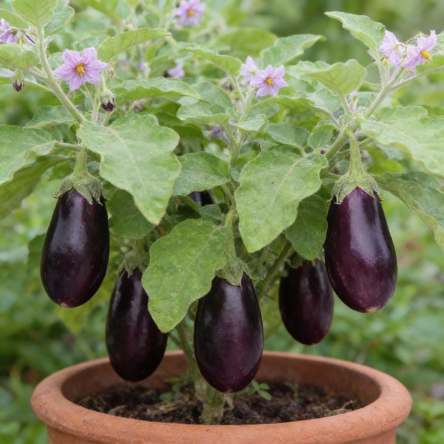 Organic Aubergine Meatball Seeds for Planting – Gardening Seeds