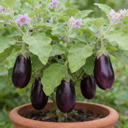 Organic Aubergine Meatball Seeds for Planting – Gardening Seeds