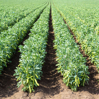 Broad Bean Karmazyn Seeds Premium Quality Vegetable Seeds for Home Gardening