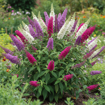 Buddleia Tricolour Butterfly Bush Seeds - Butterfly Bush Flower Seeds for Garden