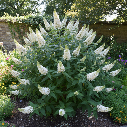 Buddleja Davidii Alba Seeds for Garden Planting
