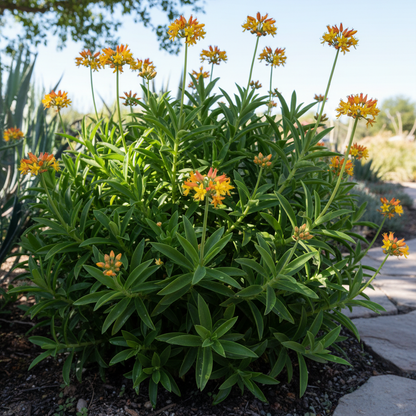 Guinea Flower Seeds Bulbine Frutescens - Flower Seeds for Garden