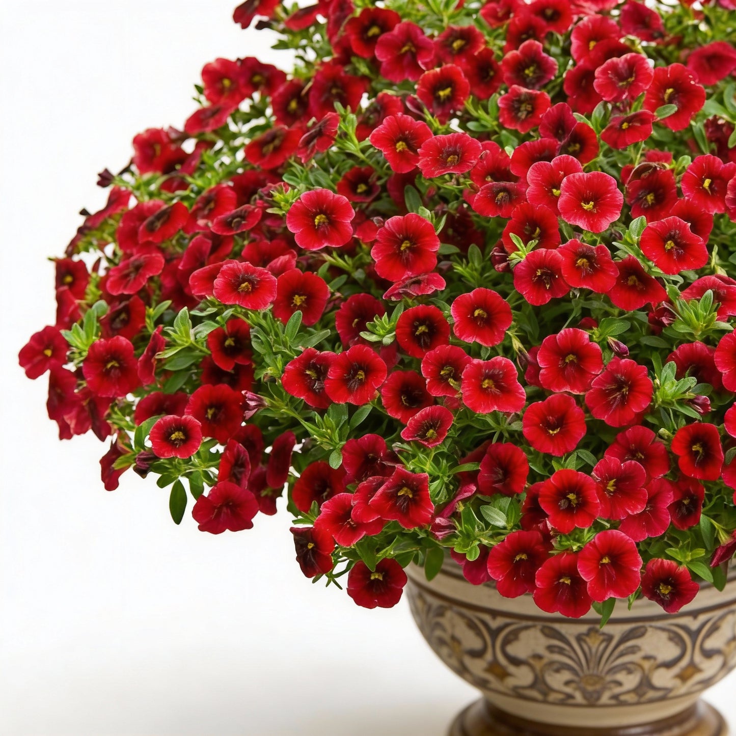 Red Calibrachoa Flower Seeds for Planting