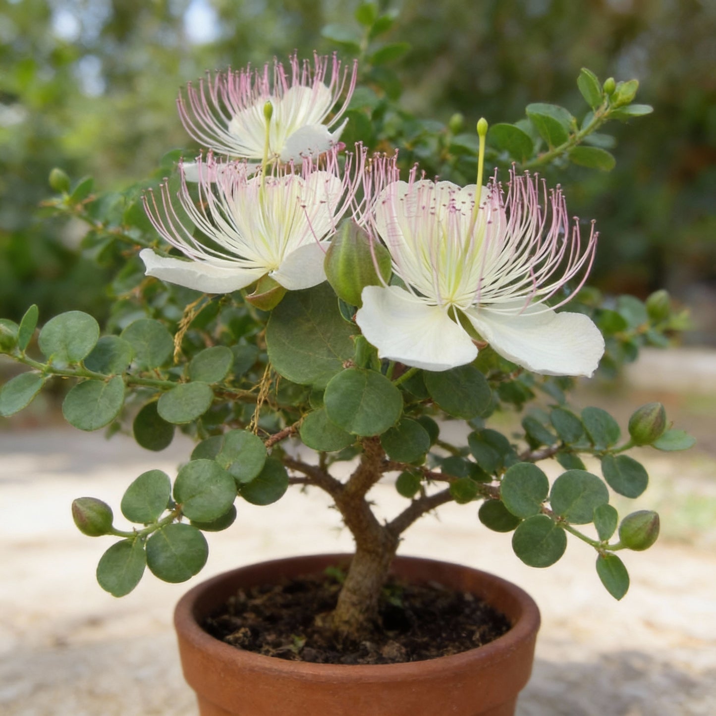 Capparis Spinosa Seeds (Caper Plant) – Exotic Ornamental & Edible Flowering Shrub