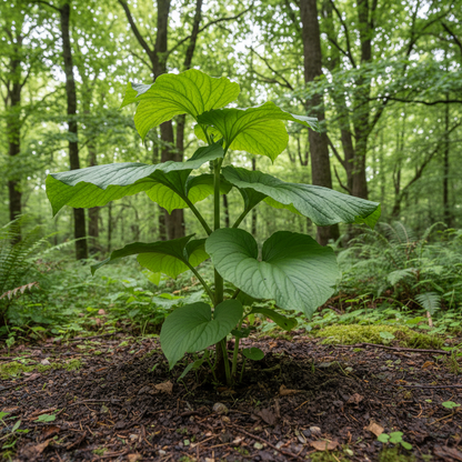 Cardiocrinum Giganteum Seeds for Garden Planting