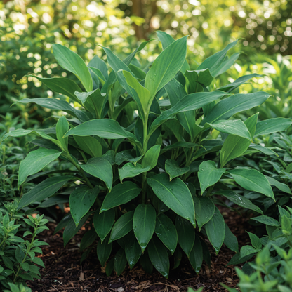 Cautleya Gracilis Flower Seeds for Garden Planting