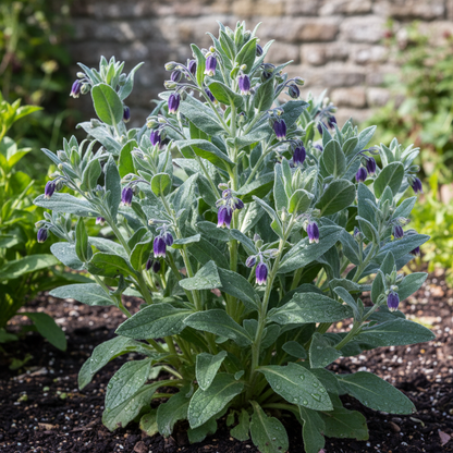 Cerinthe Major Purpurascens Flower Seeds for Garden Planting