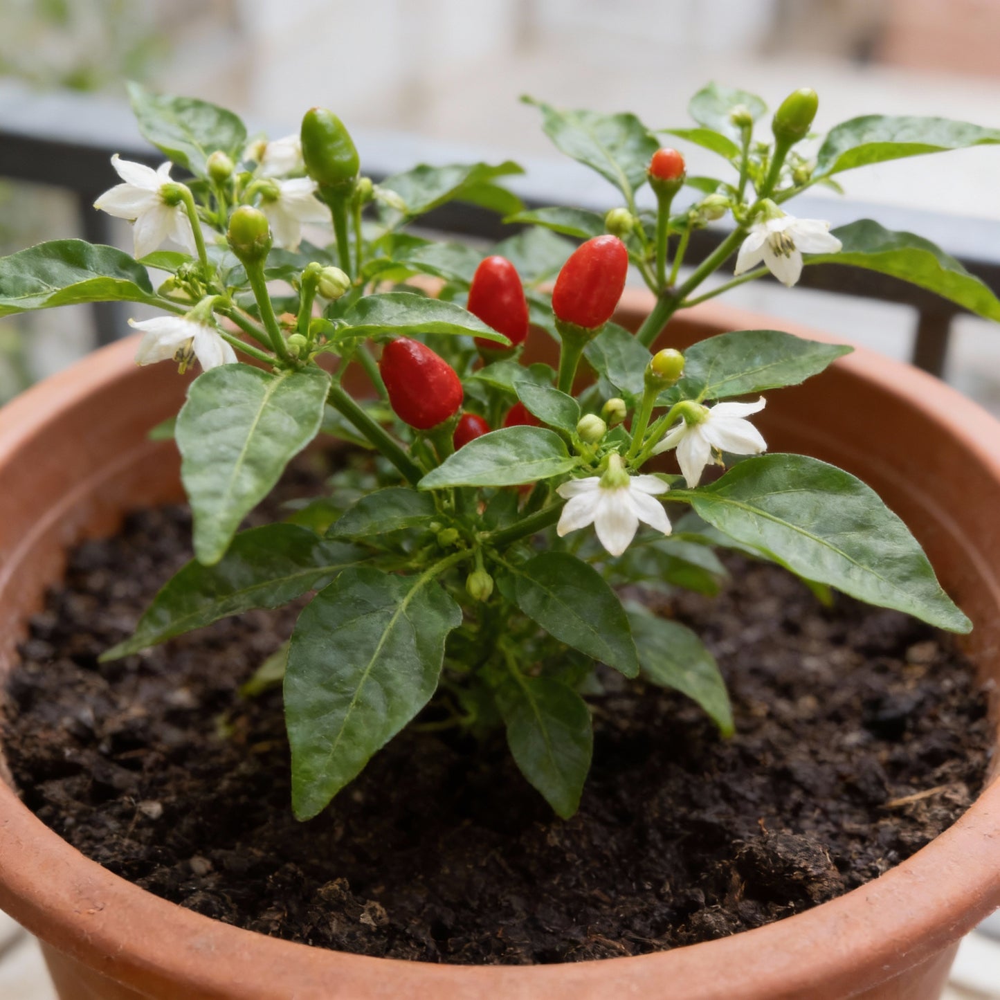 Chilli Tepin Seeds Premium Quality Gardening Seeds