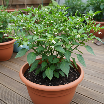 Chilli – Bangalore Whippet’s Tail Seeds for Planting