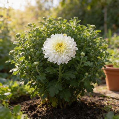 Premium White Chrysanthemum Flower Seeds for Planting