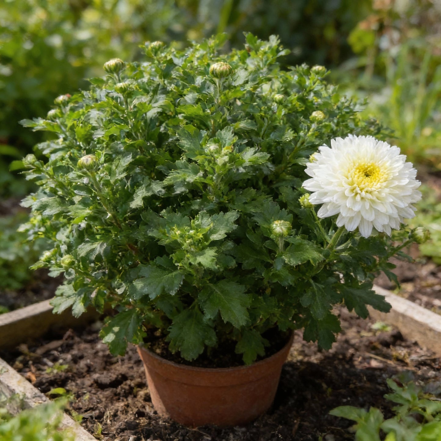 Premium White Chrysanthemum Flower Seeds for Planting