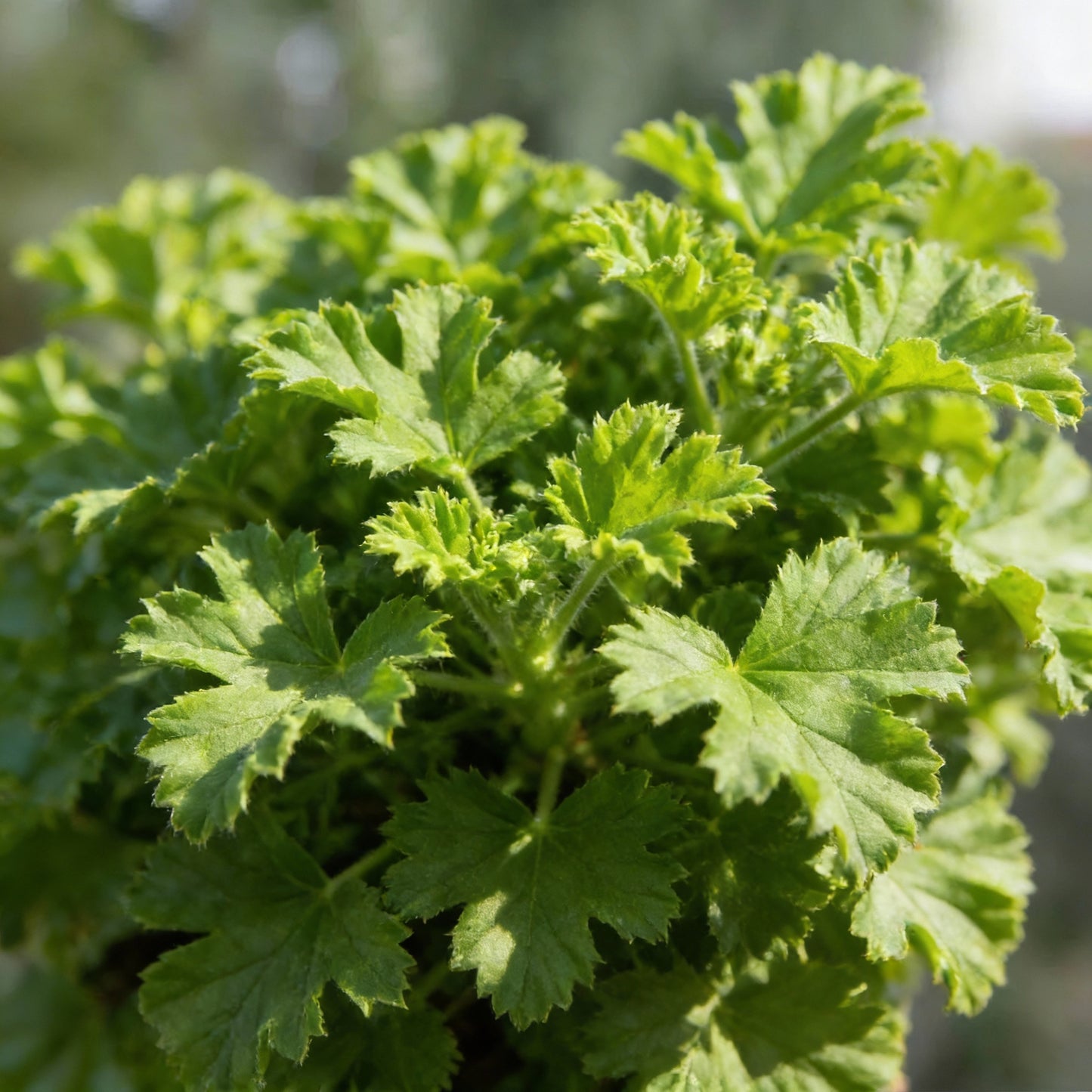 Citronella Geranium Flower Seeds for Planting – Mosquito Repellent Ornamental Plant