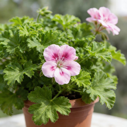 Citronella Geranium Flower Seeds for Planting – Mosquito Repellent Ornamental Plant