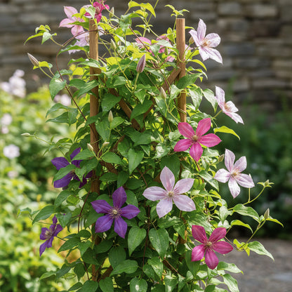 Clematis Flower Seeds for Planting – Mixed Color Climbing Blooms for All Seasons