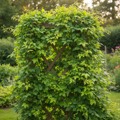 Clematis Flower Seeds Mix - Clematis Climbing Flower Seeds for Garden