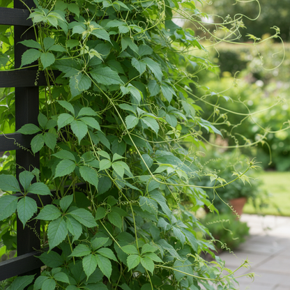 Cobaea Scandens Alba Flower Seeds for Planting