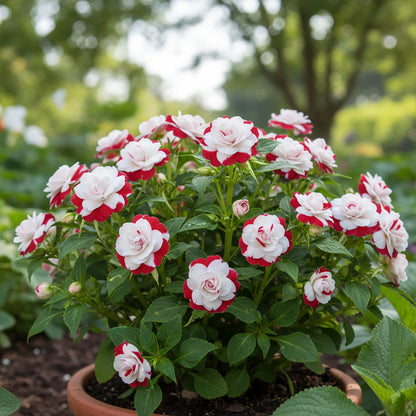 Double Camellia Impatiens Seeds for Planting – Rose-Like Blooms for Shade Gardens