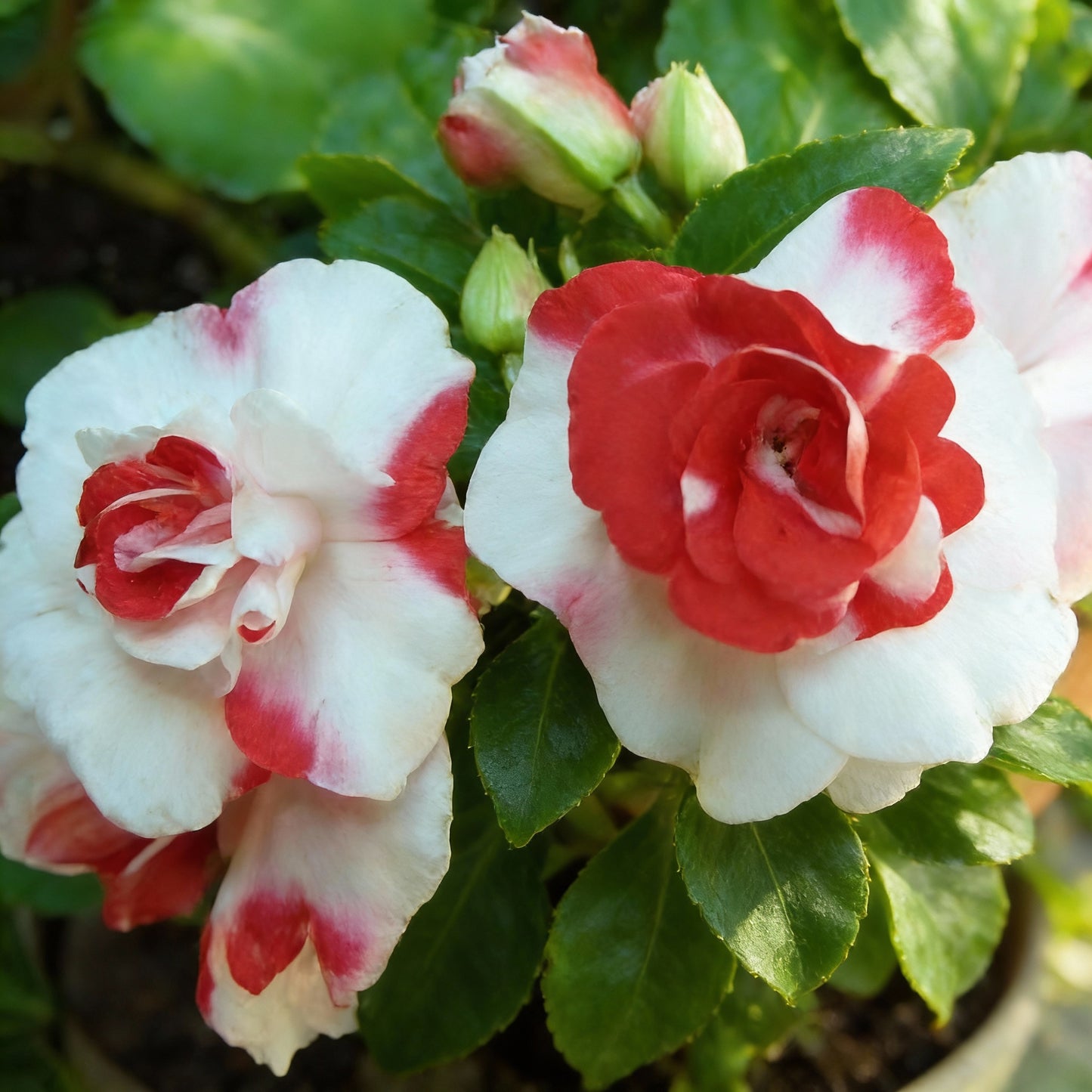 Double Camellia Impatiens Seeds for Planting – Rose-Like Blooms for Shade Gardens