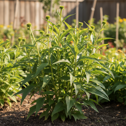 Echinacea Secret Passion Seeds for Garden Planting