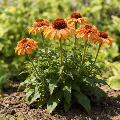 Echinacea Supreme Cantaloupe Flower Seeds for Planting – Orange Coneflower Perennial