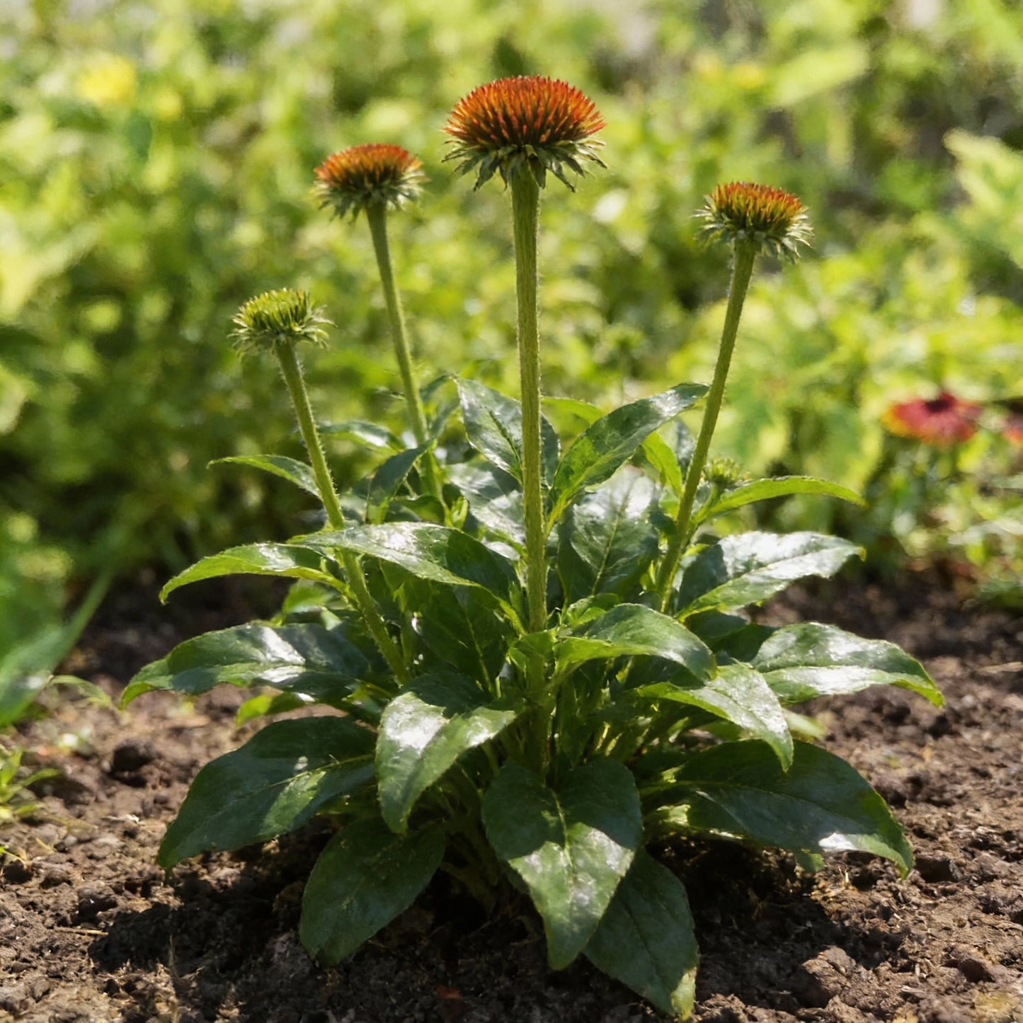 Echinacea Supreme Cantaloupe Flower Seeds for Planting – Orange Coneflower Perennial