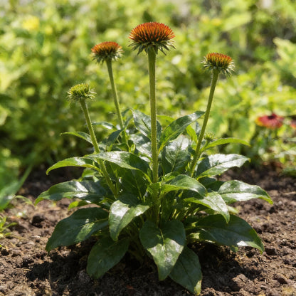 Echinacea Supreme Cantaloupe Flower Seeds for Planting – Orange Coneflower Perennial