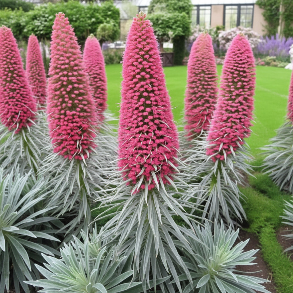 Echium Pink Poker Flower Seeds for Planting – Exotic Spiked Blooms for Ornamental Gardens