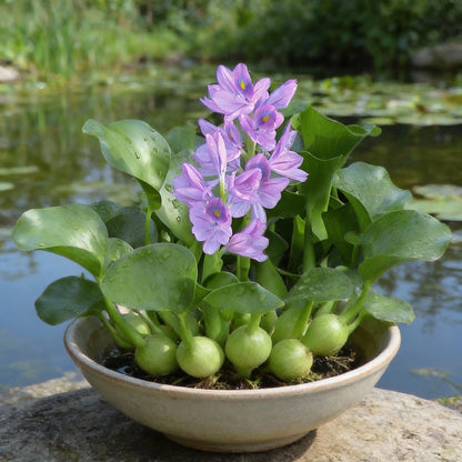 Shuihulu Blue Water Hyacinth Flower Seeds for Planting (Eichhornia crassipes)