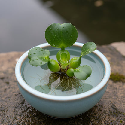 Shuihulu Blue Water Hyacinth Flower Seeds for Planting (Eichhornia crassipes)