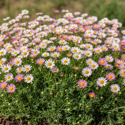 Erigeron Karvinskianus Seeds – Daisy Ground Cover for Planting