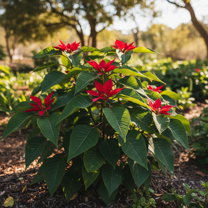 Euphorbia Pulcherrima Flower Seeds – Poinsettia for Planting