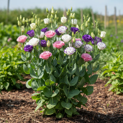 Mixed Colour Eustoma Seeds for Planting (Lisianthus) – Exotic Cut Flower Blooms