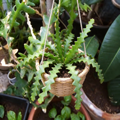Fishbone Cactus Seeds – Epiphyllum Anguliger Unique Zigzag Hanging Plant