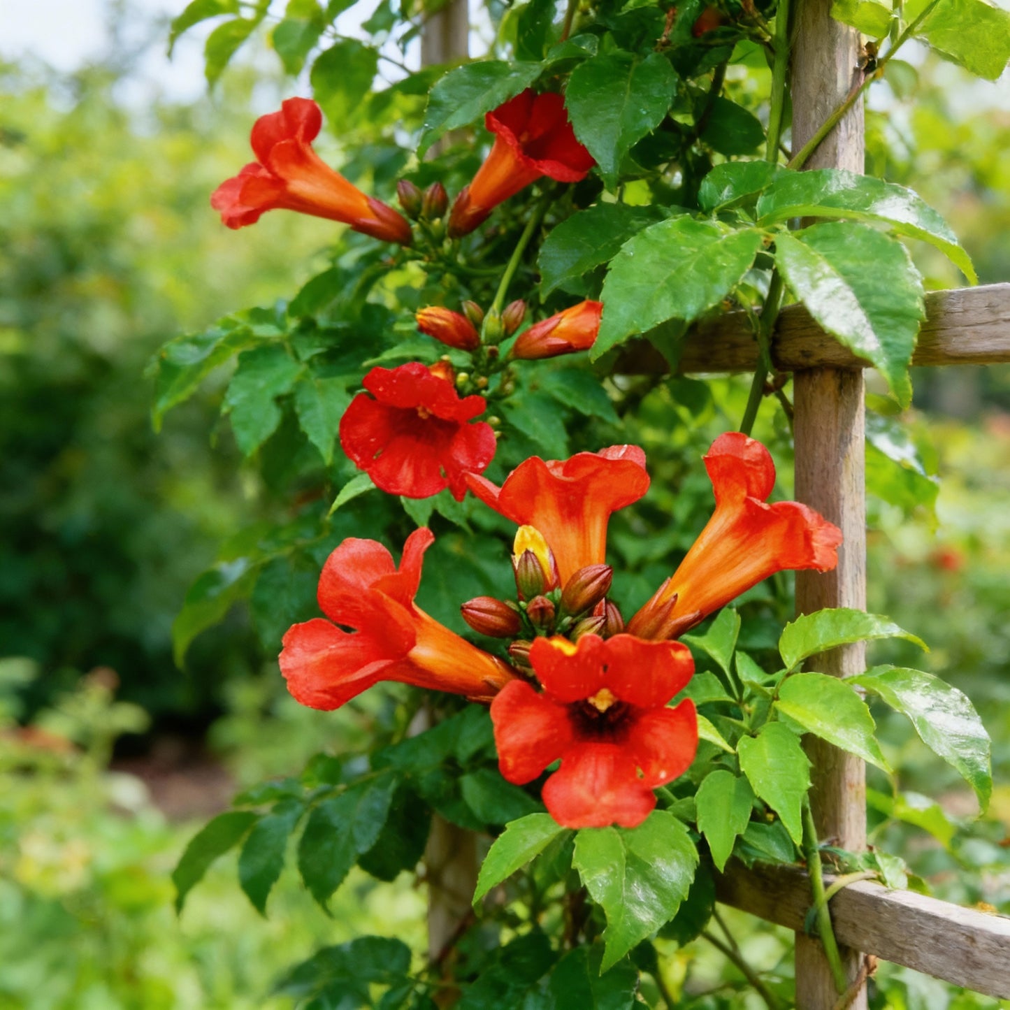 Dark Red Hummingbird Trumpet Vine Seeds for Garden Planting