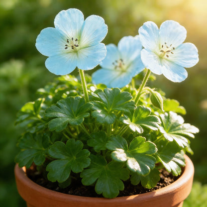 Sky Blue & Green Geranium Seeds – Vibrant Ornamental Flower Seeds