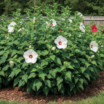 Giant Hibiscus Flower Seeds for Planting – Mixed Hardy Varieties for Garden Blooms