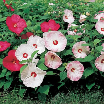 Giant Hibiscus Flower Seeds for Planting – Mixed Hardy Varieties for Garden Blooms