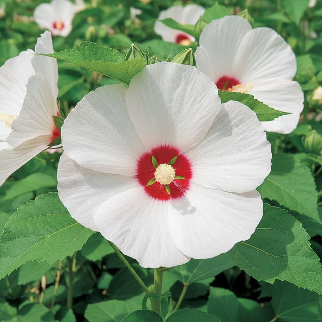 Giant Hibiscus Flower Seeds for Planting – Mixed Hardy Varieties for Garden Blooms