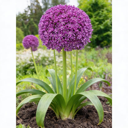 Giant Purple Allium Giganteum Seeds for Planting