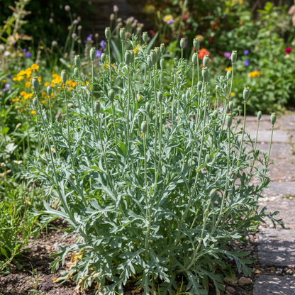 Glaucium Flavum Seeds for Garden Planting