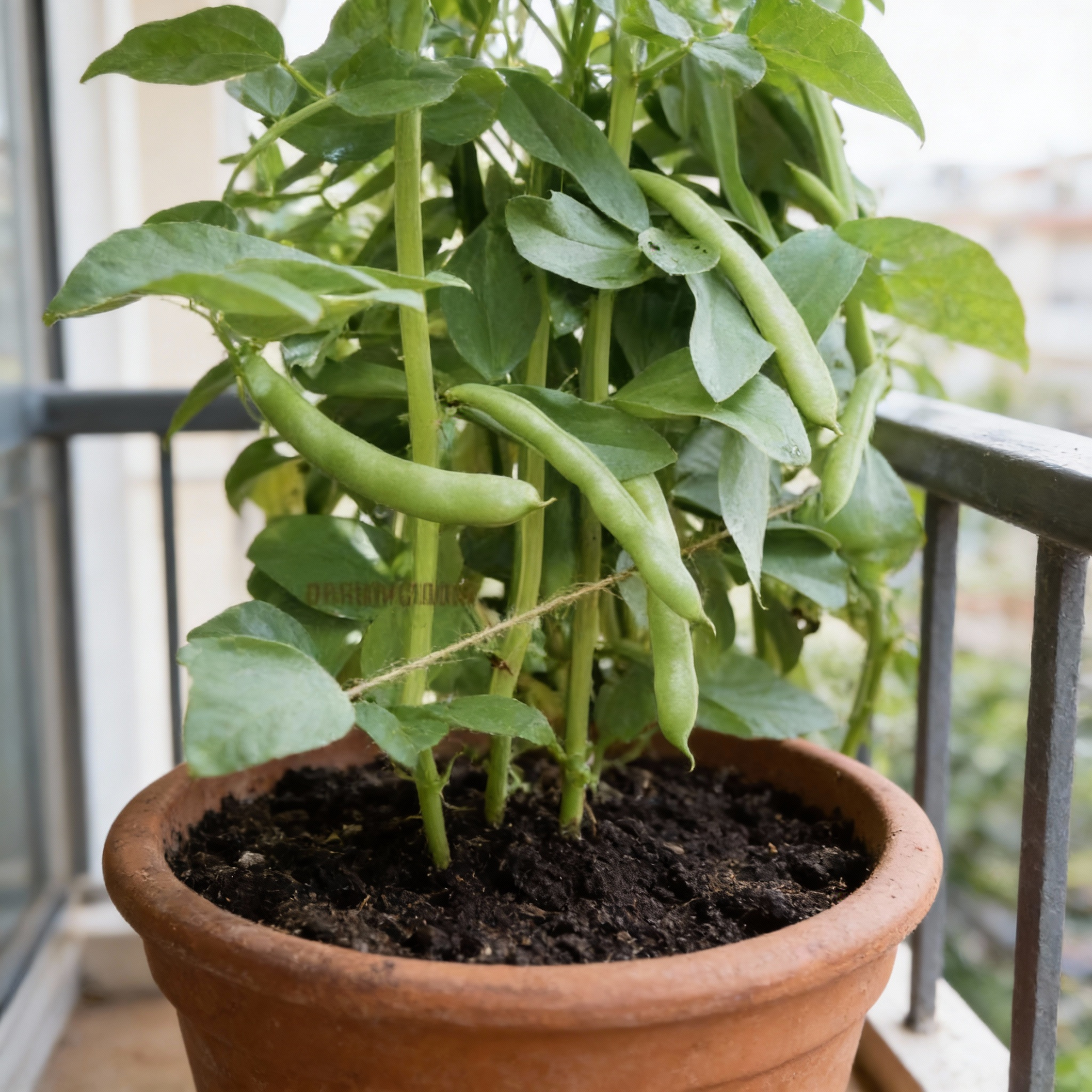 coles-dwarf-seeds-premium-quality-seeds-for-planting-garden-growing-dwarf-vegetables