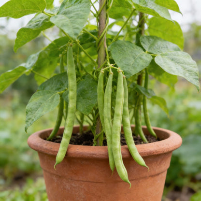 Climbing French Beans Seeds for Planting – Heirloom Variety