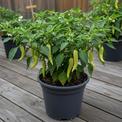 All Season Hybrid Sweet Banana Pepper Seeds for Planting
