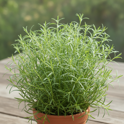 Mixed Babys Breath Flower Seeds - Babys Breath Flower Seeds for Garden